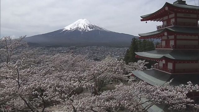 山梨県-桜と富士山と五重の塔を一緒に楽しむ