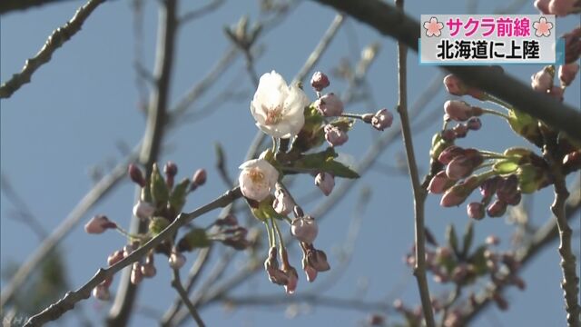 北海道でも桜が咲き始める-いちばん南の松前町が発表