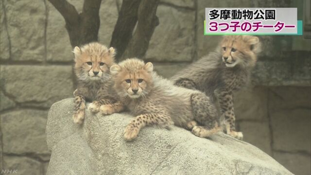多摩動物公園「チーターの3匹の赤ちゃんを見に来て」