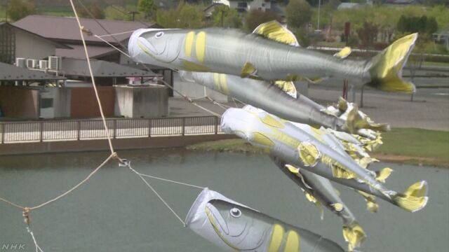 栃木県 川の近くに300匹の「あゆのぼり」を飾る