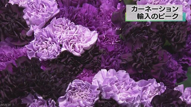 「母の日」の前に青や紫色のカーネーションを輸入