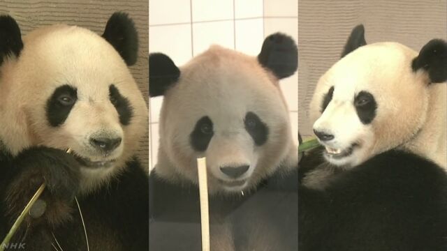 日本で生まれて育った3頭のパンダが中国へ行く