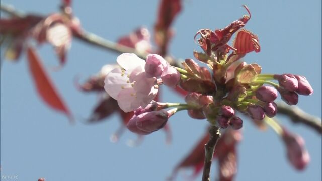 北海道釧路市 日本でいちばん遅く桜が咲いた