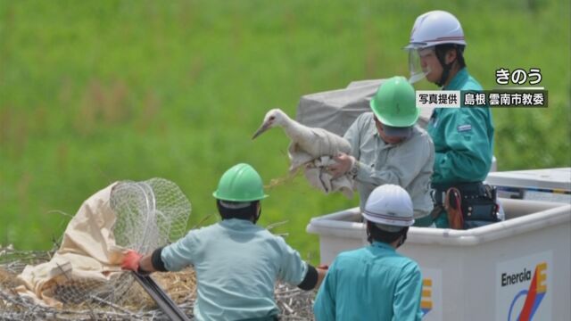 撃たれて死んだコウノトリの4羽の子どもを人が育てる