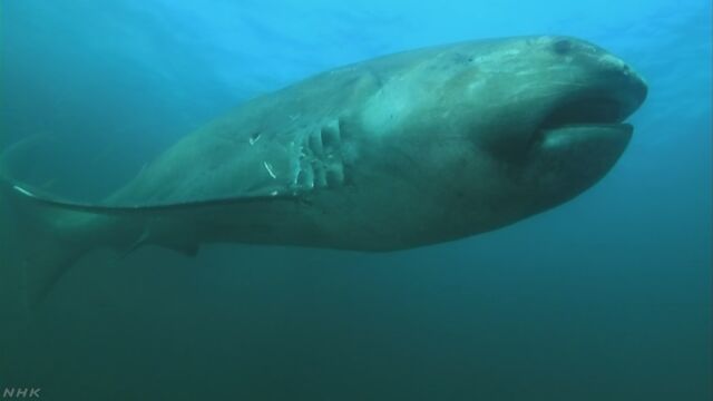 口が大きい「メガマウス」というサメが千葉県で見つかる