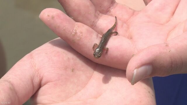 小学校のプールでサンショウウオがたくさん見つかる