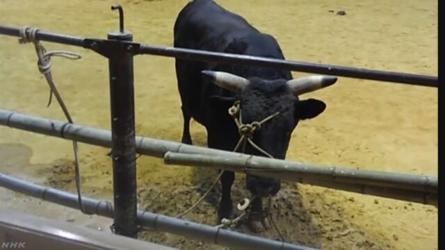 愛媛県宇和島市で闘牛をする牛が逃げた