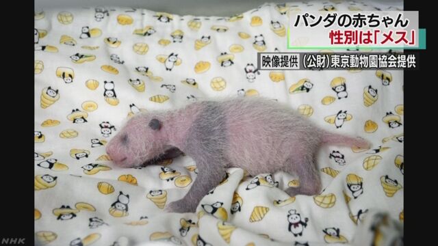 上野動物園 「パンダの赤ちゃんは女の子です」