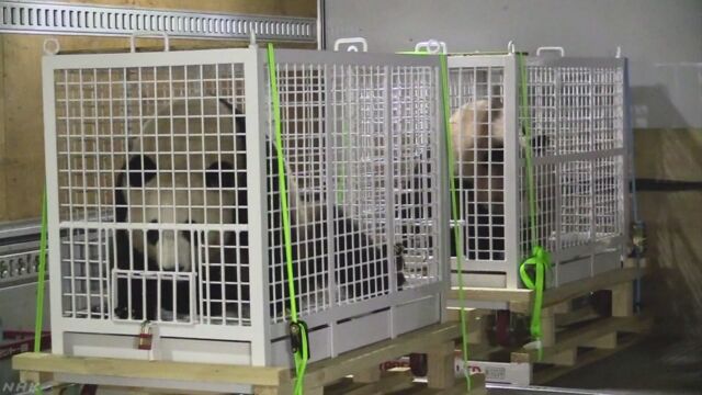 和歌山県の動物園の3頭のパンダが中国に引っ越す