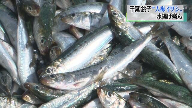 梅雨の季節が始まって「入梅イワシ」がたくさんとれる