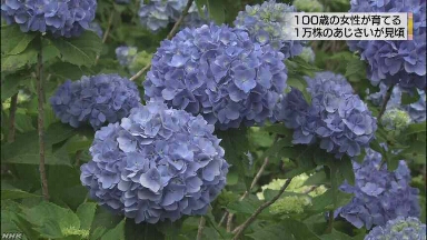 沖縄 100歳のおばあさんが育てたあじさいの花が咲く