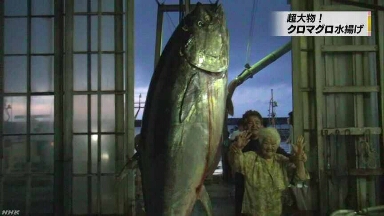 沖縄で重さ382kgの大きなマグロを釣る