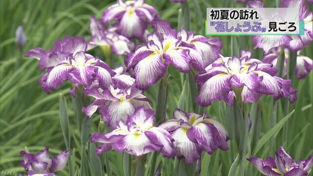 東京都青梅市 「花しょうぶ」がたくさん咲く