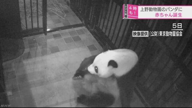 上野動物園でパンダの赤ちゃんが生まれる