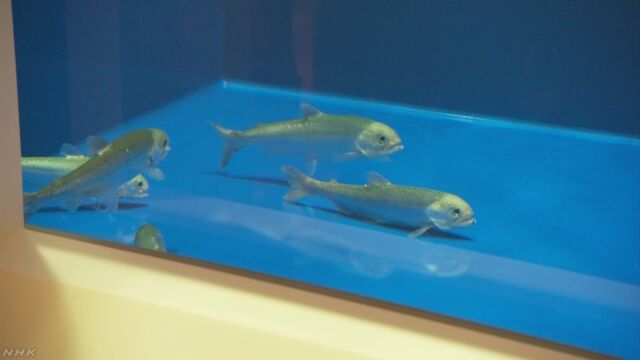 田沢湖からいなくなった魚「クニマスが帰ってきた」