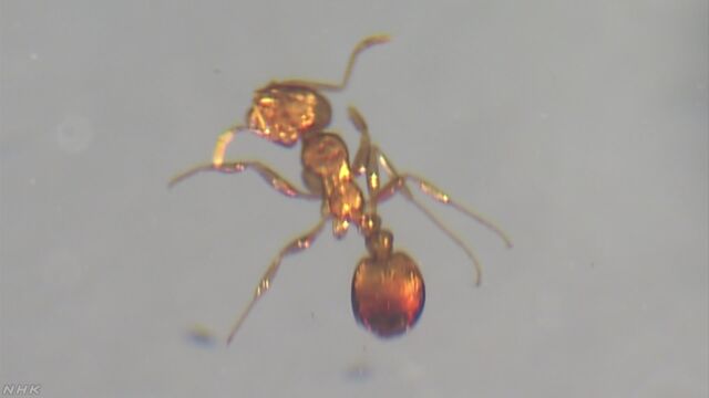 強い毒を持っているアリが日本で初めて見つかる