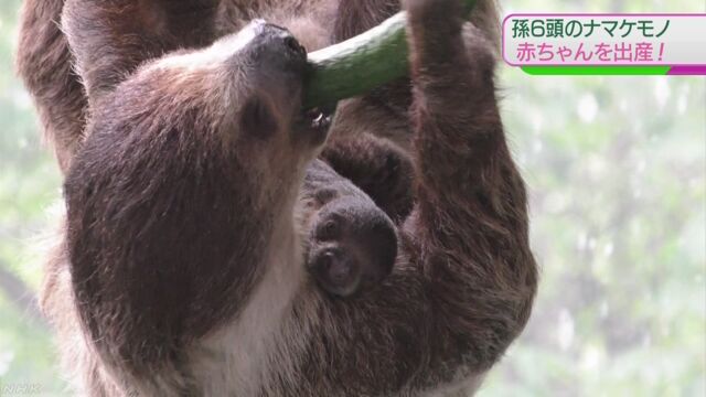 “おばあちゃん”のナマケモノが赤ちゃんを産む