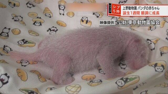 上野動物園 パンダの赤ちゃんは元気に大きくなっている
