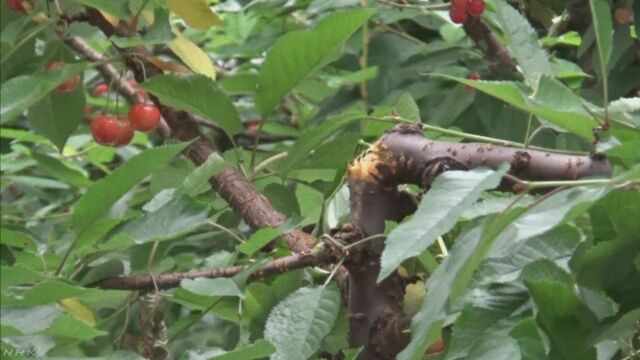 山形県「70kgのさくらんぼを熊が食べた」