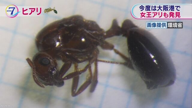 大阪にもヒアリがいた 女王アリも初めて見つかった