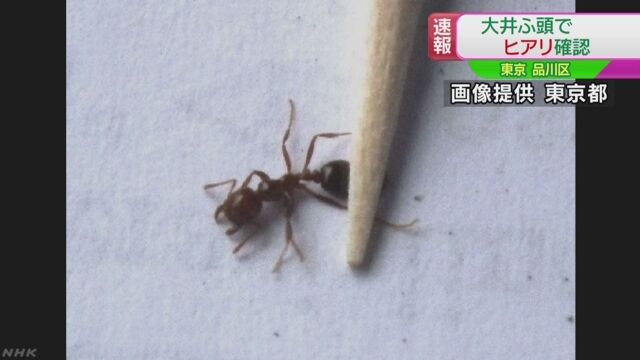 東京の港でも「ヒアリ」が見つかる