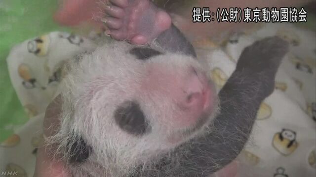「上野動物園のパンダの赤ちゃんの名前を考えてください」