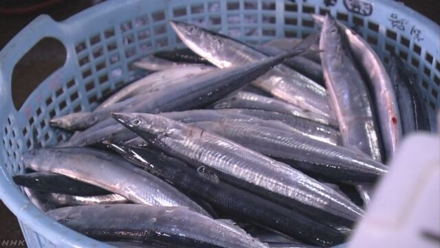 北海道 さんまの漁が始まる