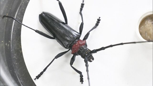 木の中を食べてしまうカミキリムシの被害が増えている