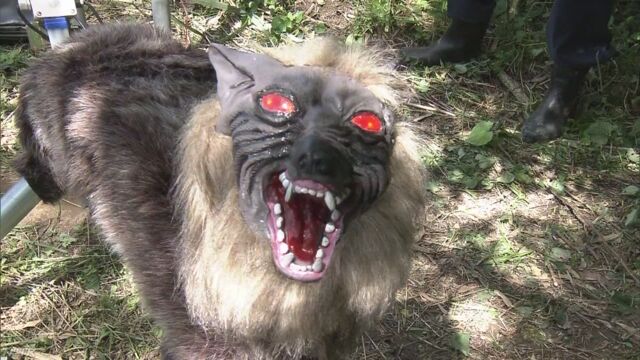 田んぼや畑にイノシシが来ないようにオオカミの人形を置く