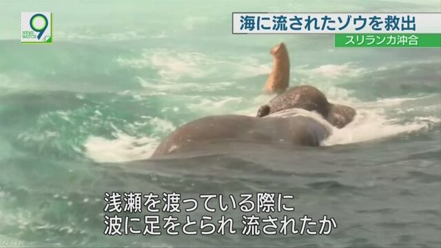 スリランカ 海に流された象を軍が助ける