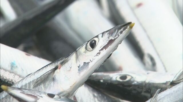 さんまをどのくらいとるか 日本や中国などが会議