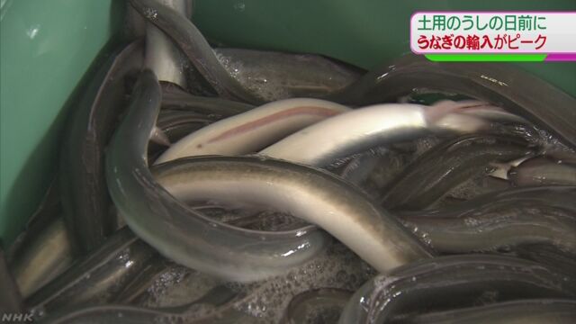 「土用のうしの日」に食べるうなぎが成田空港に着く