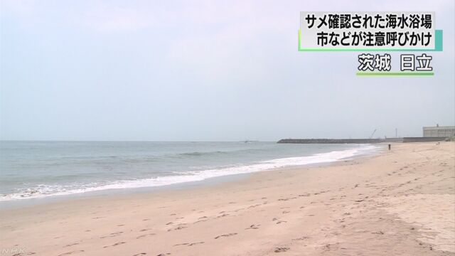 茨城県の海で30匹ぐらいのサメが見つかる