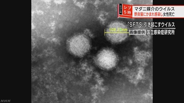 猫からマダニのウイルスがうつった可能性 女性が亡くなる