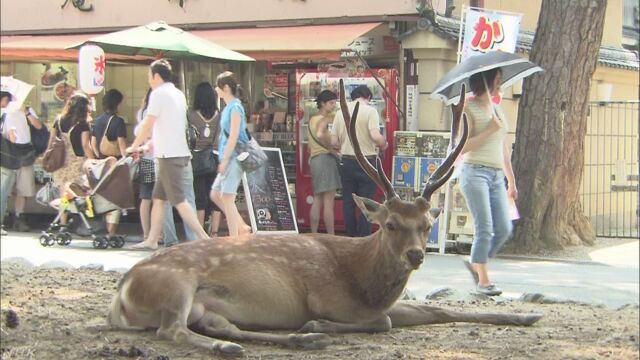 奈良市の郊外で畑の野菜を食べる鹿を捕まえる