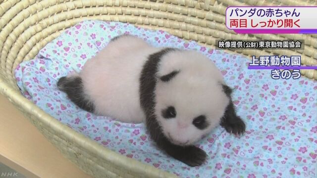 上野動物園のパンダの赤ちゃん 両方の目が開く