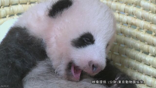 上野動物園のパンダの赤ちゃん 生まれてから2か月
