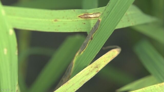 宮城県と福島県 晴れた日が少なくて稲の病気が心配