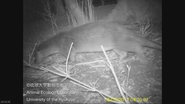 長崎県の対馬で38年ぶりにカワウソが見つかる