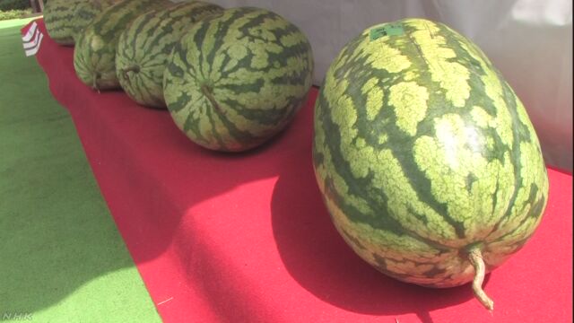 埼玉県 いちばん重いすいかを決めるイベント