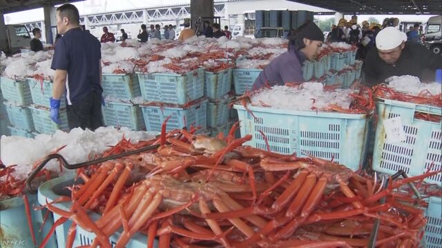 鳥取県 ベニズワイガニの漁が始まる