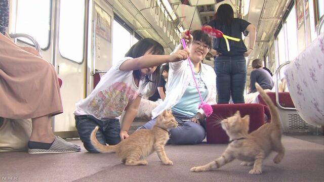 走る列車の中で20匹の子どもの猫と遊ぶイベント