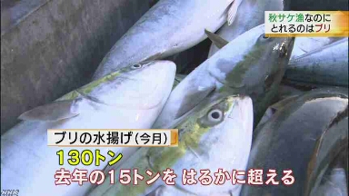 北海道で暖かい海にいる魚がたくさんとれる