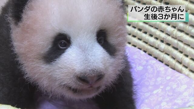 上野動物園のパンダの赤ちゃんが生まれて3か月になる