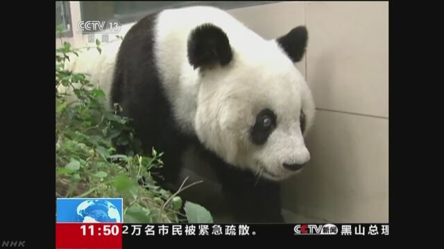 中国 世界でいちばん長く生きていたパンダが死ぬ