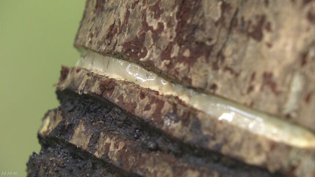 日本で生産した漆が足りない 修理が遅れる寺もある