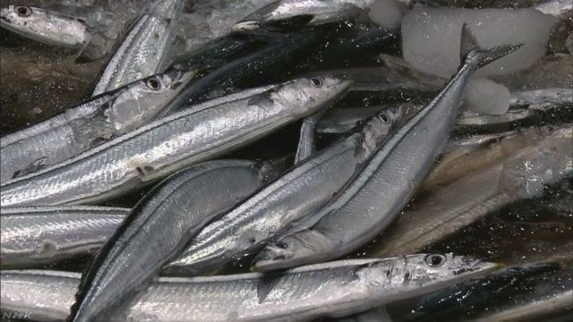 宮城県女川港に今年最初のサンマ 今まででいちばん遅い