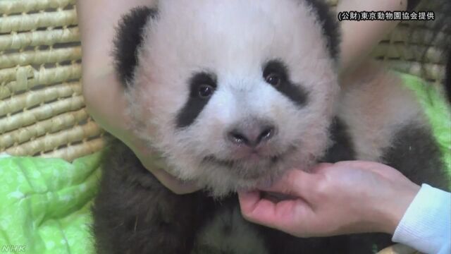 上野動物園のパンダの赤ちゃんの名前は「シャンシャン」