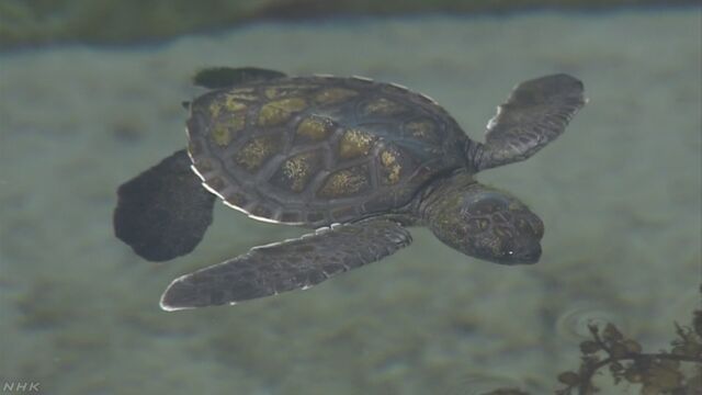 沖縄県 「クロウミガメ」の赤ちゃんが生まれる