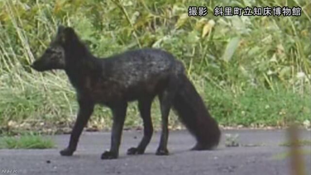 北海道 体が全部黒くて珍しいキタキツネがいた